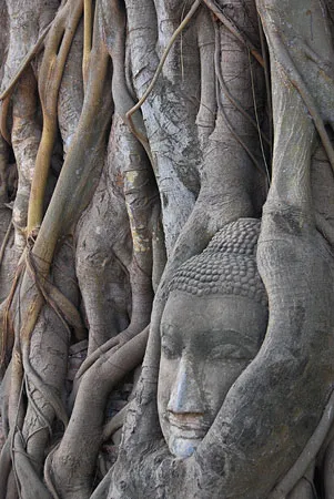 Ayutthaya, Buddha head at Wat Mahatat