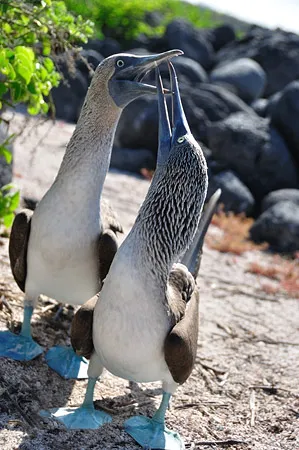 Blue Footed Booby Mating Dance