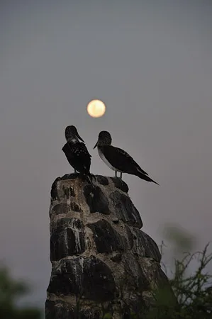 Sitting by moon light