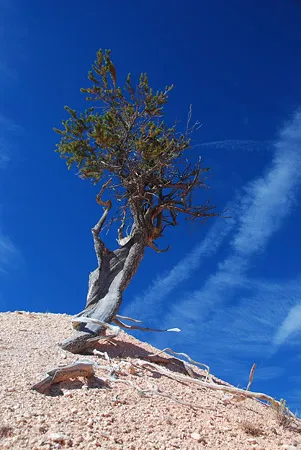 Bryce Canyon Tree