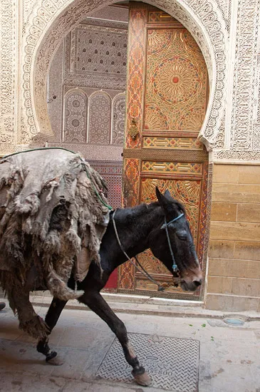 Fez, donkey