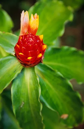 Costus pulverulentus