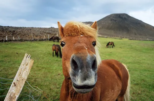Icelandic horse