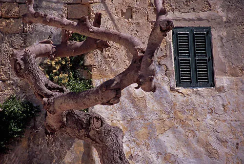 Mdina window and tree