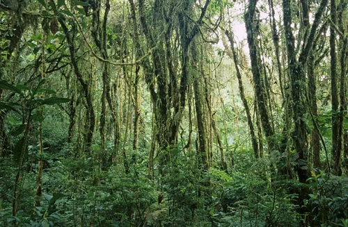 Monteverde Cloud Forest