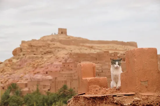 Ait Benhaddou Kasbah cat