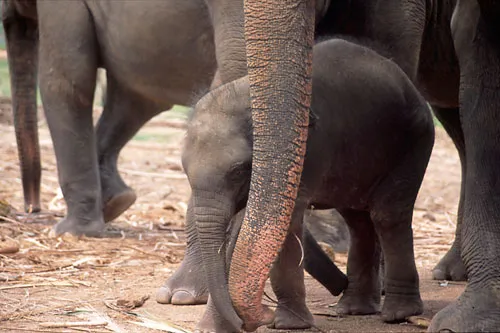 Pinnewala, mother and baby