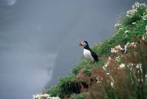 Puffin on the black beach near Vik