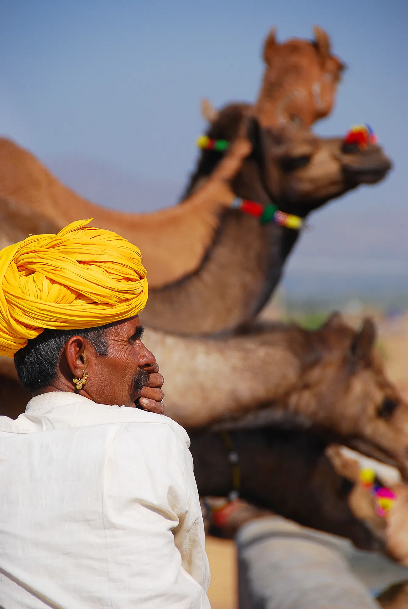 Pushkar, man waits as his camels drink