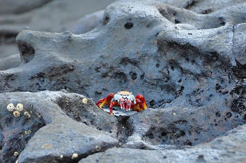 Sally Lightfoot Crab against blue lava