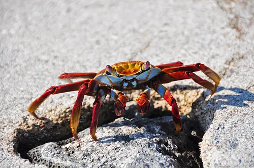Sally Lightfoot Crab, stopped in tracks