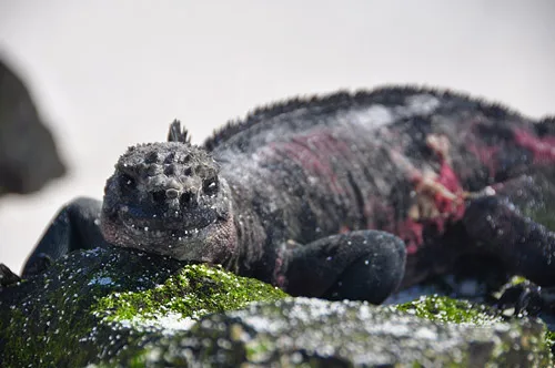 Sea Iguana