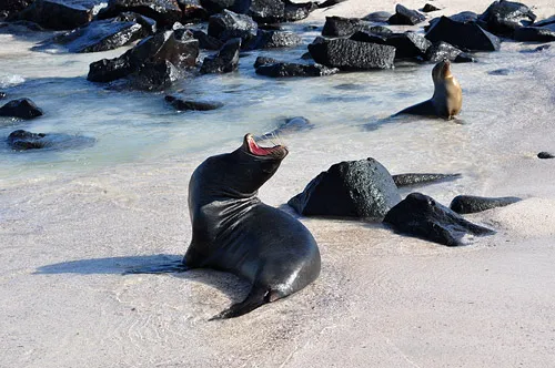Sea Lion Bull