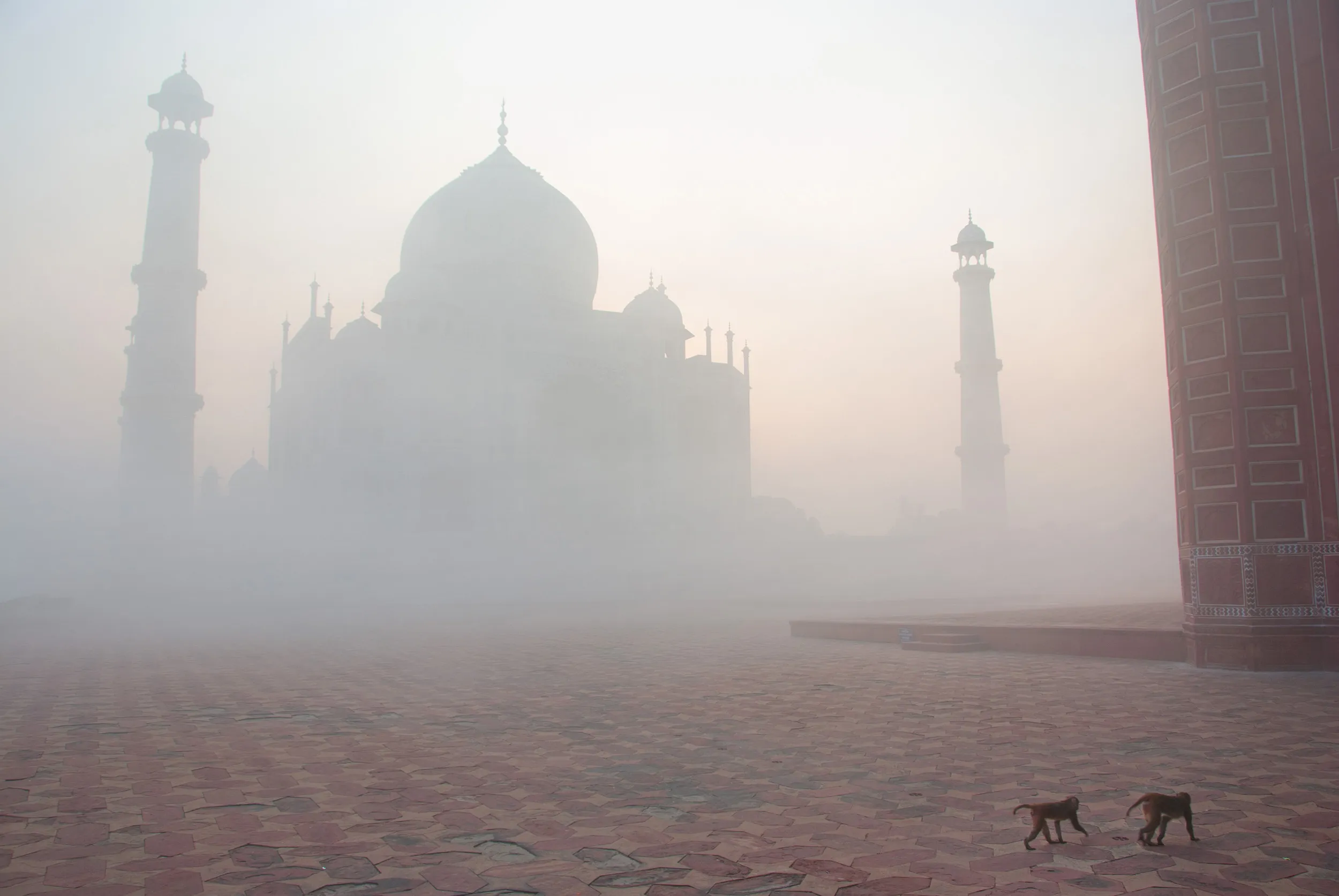 Monkeys at the Taj Mahal, sunrise